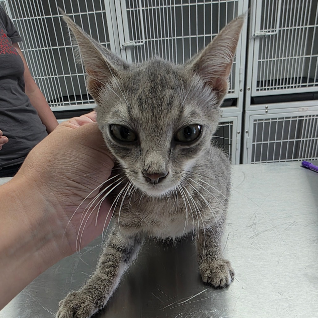 Winky, an adoptable Domestic Short Hair in Duncan, OK, 73533 | Photo Image 2