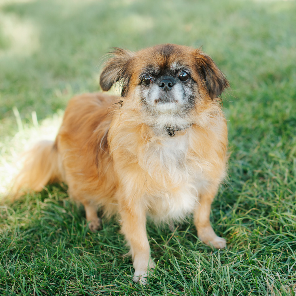 Nala, an adoptable Pekingese in Northbrook, IL, 60062 | Photo Image 1