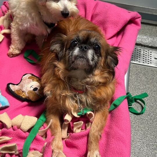 Nala, an adoptable Pekingese in Northbrook, IL, 60062 | Photo Image 2