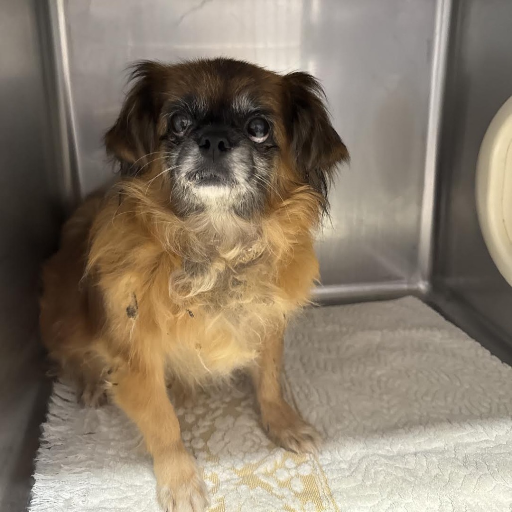 Nala, an adoptable Pekingese in Northbrook, IL, 60062 | Photo Image 3