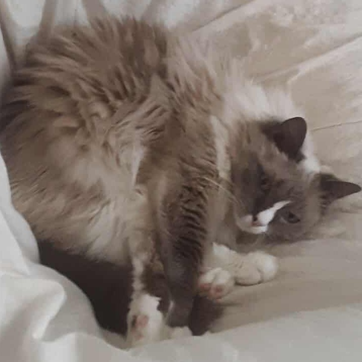 Sadie, an adoptable Ragdoll in Sioux Falls, SD, 57105 | Photo Image 1