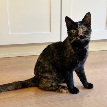 Osmond Siblings: Marie (16633)