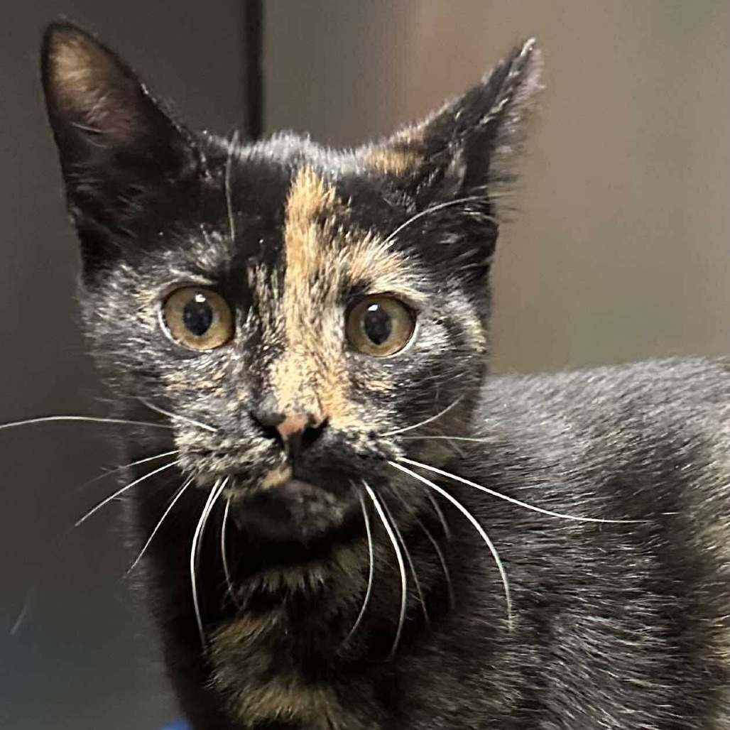 Osmond Siblings: Marie (16633)