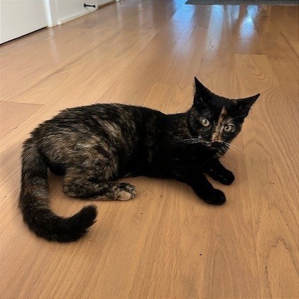 Osmond Siblings: Marie (16633)