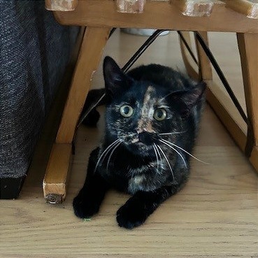 Osmond Siblings: Marie (16633)