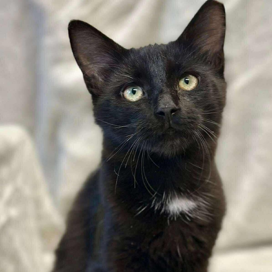 The Avengers: Thor (16709)