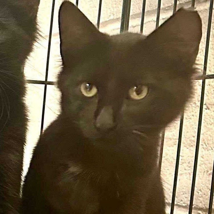 The Avengers: Hawkeye (16711)