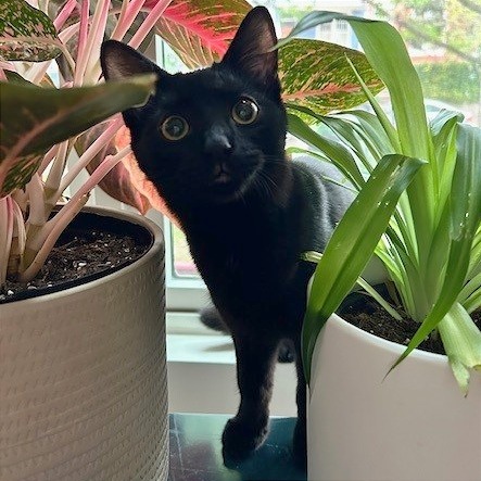 Osmond Siblings: Donny (16634)