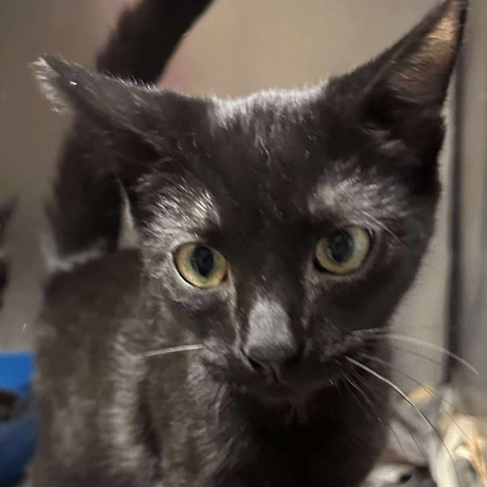 Osmond Siblings: Donny (16634)