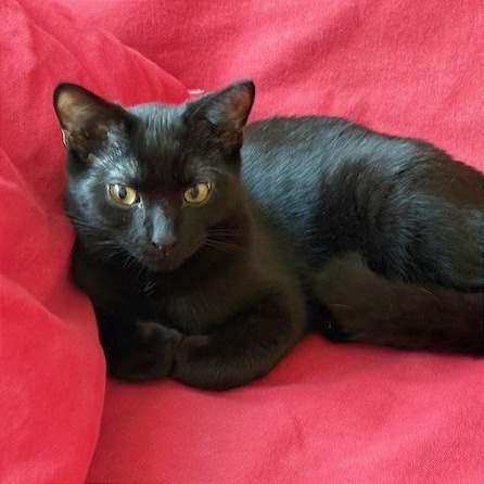 Osmond Siblings: Donny (16634)