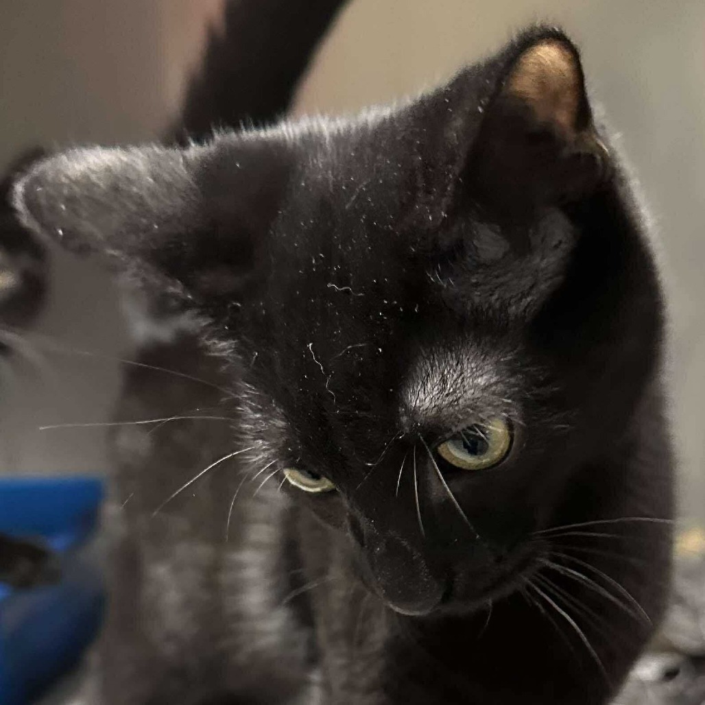 Osmond Siblings: Donny (16634)