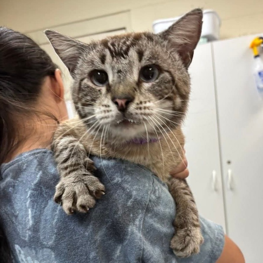Frazer (Stray) 28124