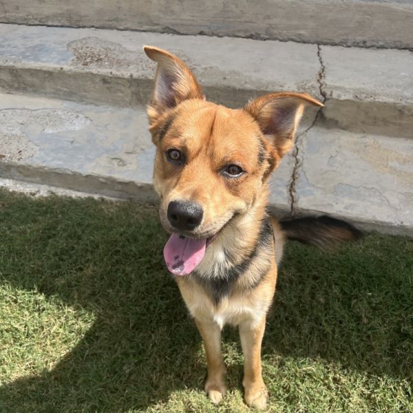 Bruno