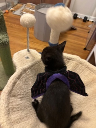 Bunnicula