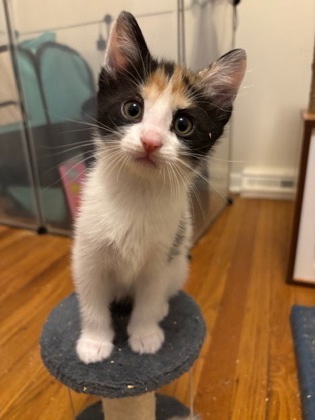 Elvira