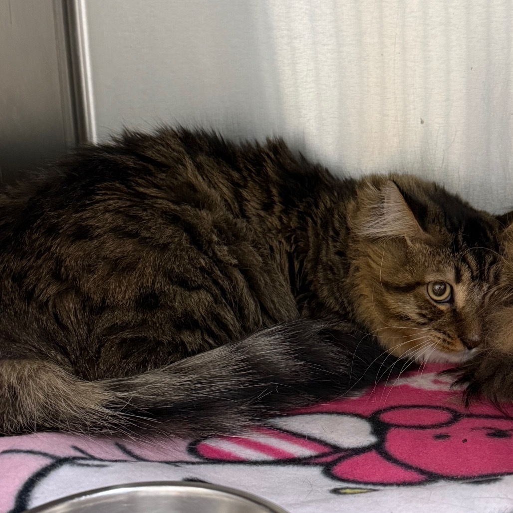August, an adoptable Himalayan in Desert Hot Springs, CA, 92241 | Photo Image 1