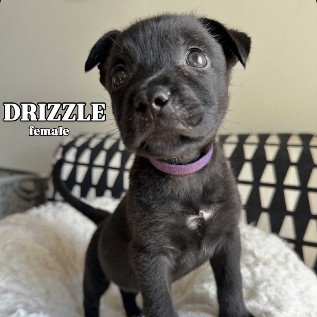 Drizzle