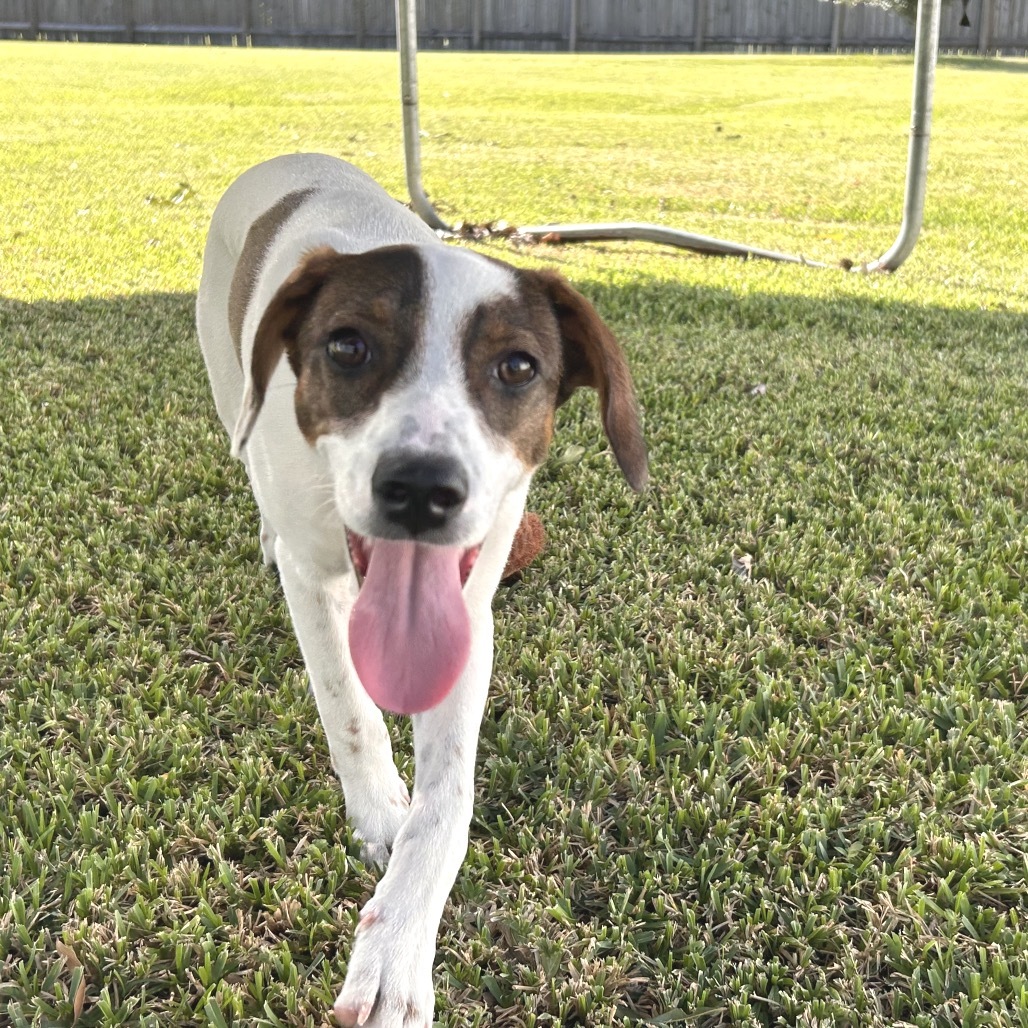 Lucy Pie