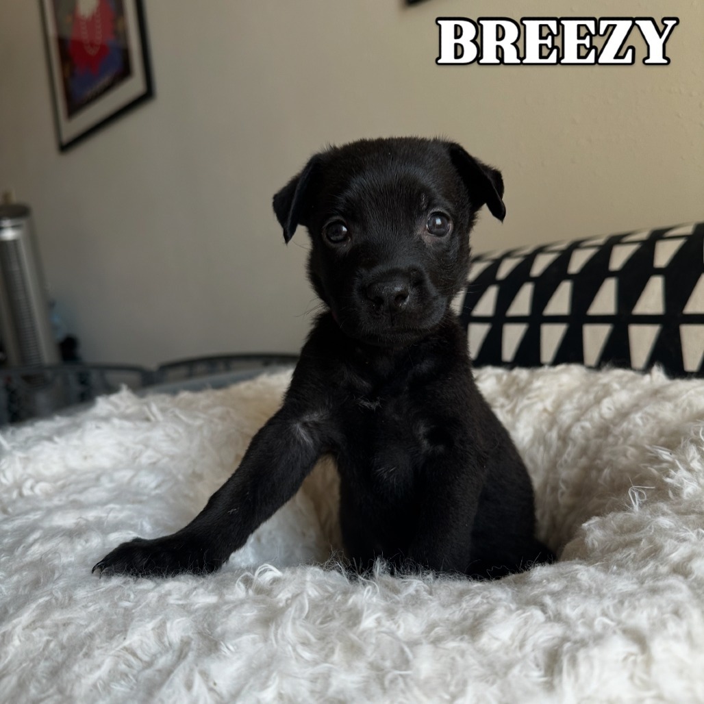 Breezy