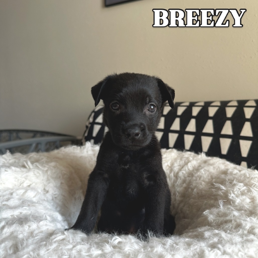 Breezy