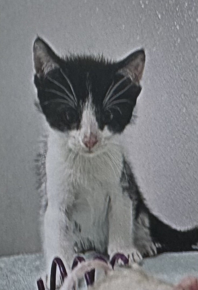 Rattles (Malee Kitten #4)