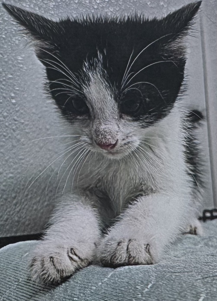 Elmo (Malee Kitten #2)