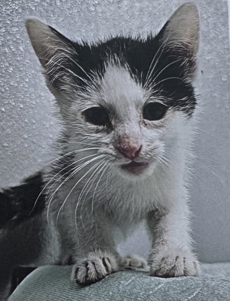 Benny (Malee Kitten #3)