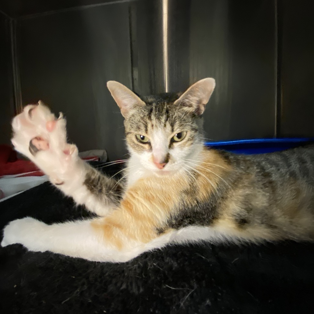 Janet from Another Planet