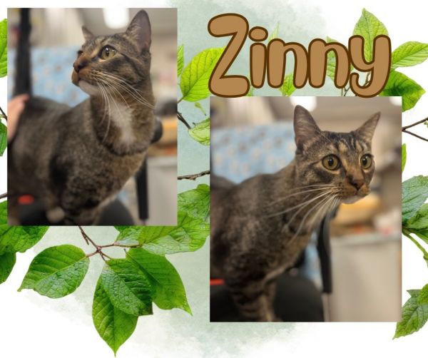 Zinny photo 1