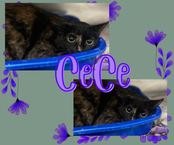 Cece photo 1