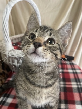 Bean