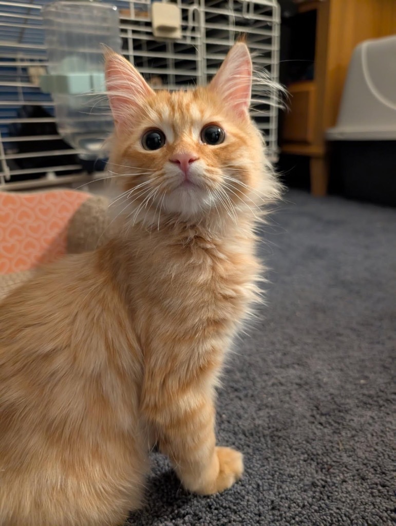 Benny Two Tooth