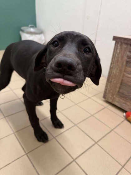 Brownie, an adoptable Mastiff, Mixed Breed in Scottsbluff, NE, 69361 | Photo Image 1