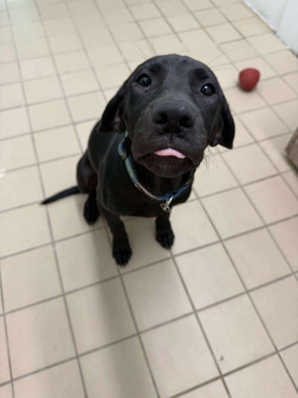 Brownie, an adoptable Mastiff, Mixed Breed in Scottsbluff, NE, 69361 | Photo Image 2