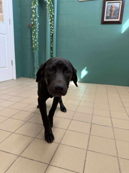 Brownie, an adoptable Mastiff, Mixed Breed in Scottsbluff, NE, 69361 | Photo Image 3