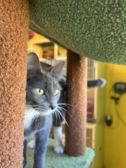 LolliPaws, an adoptable Domestic Short Hair in Scottsbluff, NE, 69361 | Photo Image 1