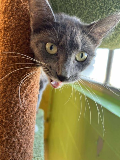 LolliPaws, an adoptable Domestic Short Hair in Scottsbluff, NE, 69361 | Photo Image 2