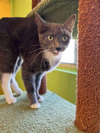 LolliPaws, an adoptable Domestic Short Hair in Scottsbluff, NE, 69361 | Photo Image 3