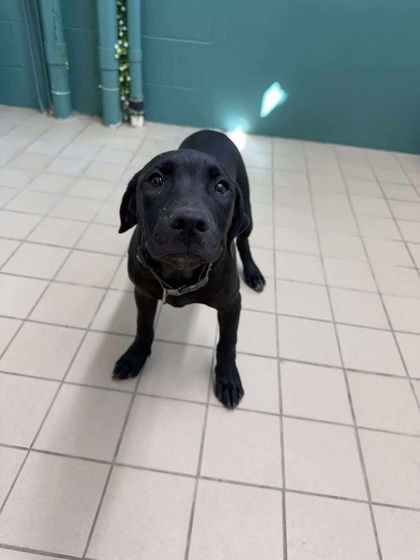 Spot, an adoptable Mastiff, Mixed Breed in Scottsbluff, NE, 69361 | Photo Image 1