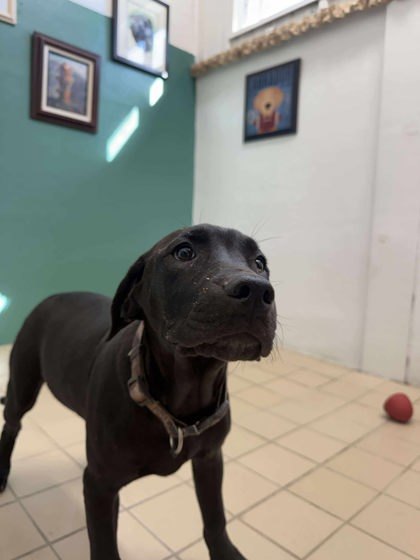 Spot, an adoptable Mastiff, Mixed Breed in Scottsbluff, NE, 69361 | Photo Image 2