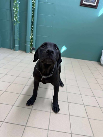 Spot, an adoptable Mastiff, Mixed Breed in Scottsbluff, NE, 69361 | Photo Image 3