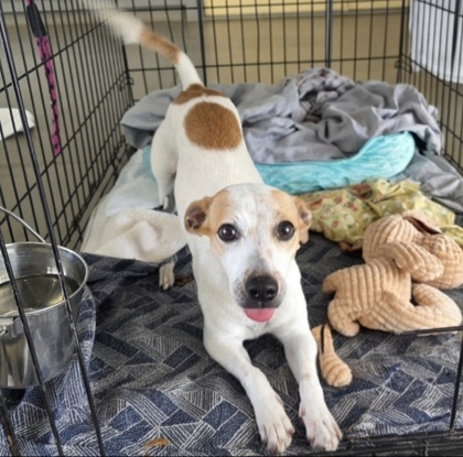 Bri, an adoptable Parson Russell Terrier, Mixed Breed in Honolulu, HI, 96826 | Photo Image 1