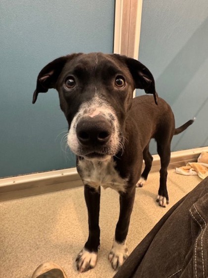 Cleo, an adoptable Terrier, Retriever in Honolulu, HI, 96826 | Photo Image 1