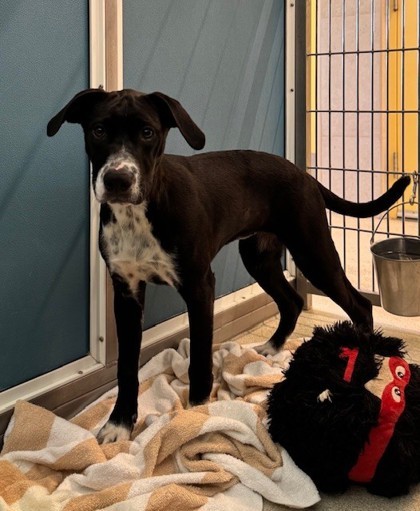 Cleo, an adoptable Terrier, Retriever in Honolulu, HI, 96826 | Photo Image 2