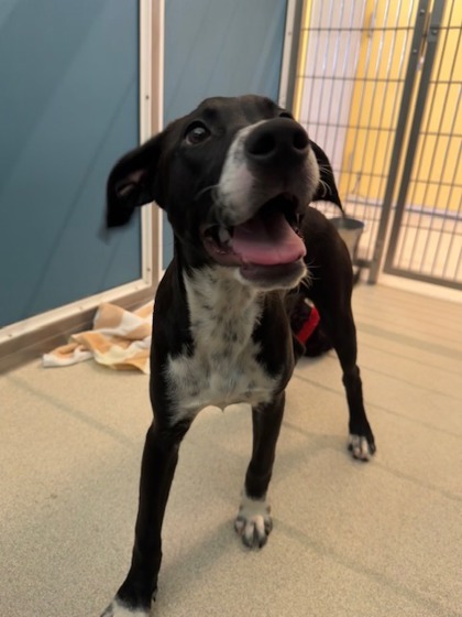 Cleo, an adoptable Terrier, Retriever in Honolulu, HI, 96826 | Photo Image 3