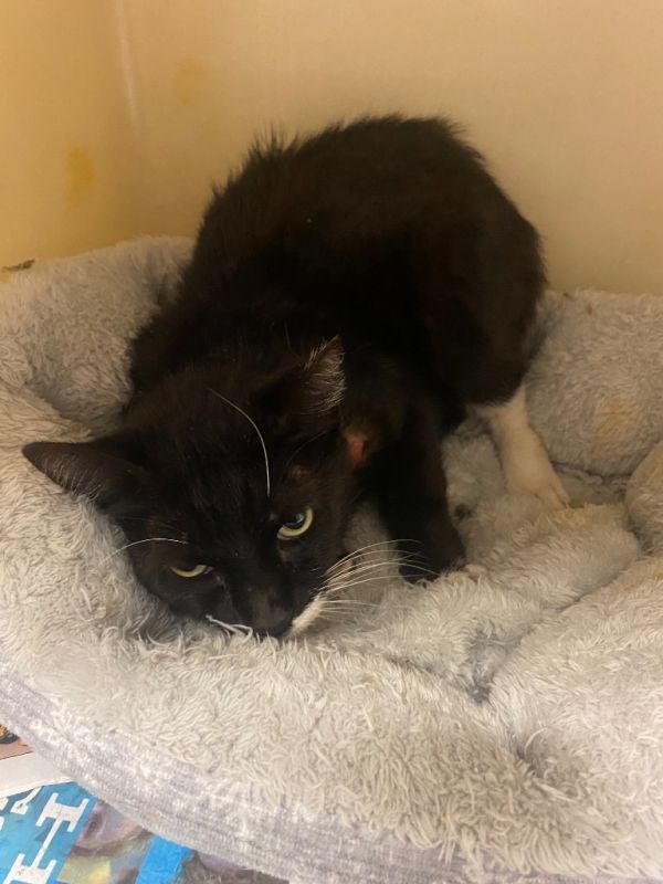 Abracadabra thumbnail 2