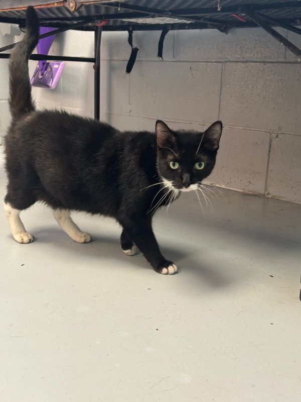 Abracadabra thumbnail 3