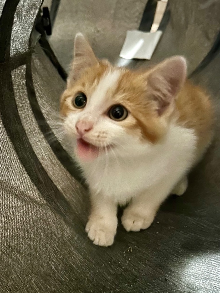 Jalepeo, an adoptable Domestic Short Hair in Cloquet, MN, 55720 | Photo Image 2