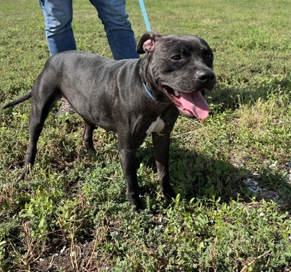 Chica, an adoptable Staffordshire Bull Terrier, Mixed Breed in McCook, NE, 69001 | Photo Image 1