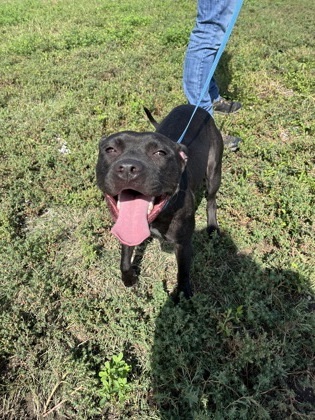 Chica, an adoptable Staffordshire Bull Terrier, Mixed Breed in McCook, NE, 69001 | Photo Image 2